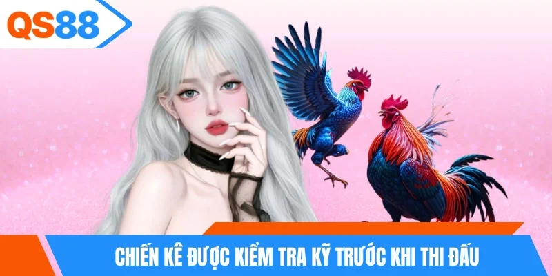 Chiến kê được kiểm tra kỹ trước khi thi đấu