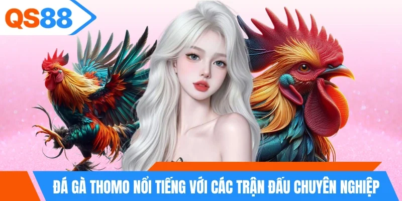 Đá gà Thomo nổi tiếng với các trận đấu chuyên nghiệp